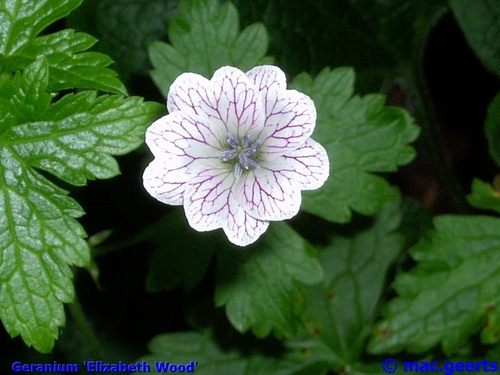 Geranium 'Elizabeth Wood'